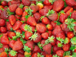 La “Fragola della Basilicata” ottiene il marchio Igp