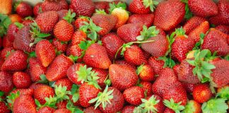 La “Fragola della Basilicata” ottiene il marchio Igp