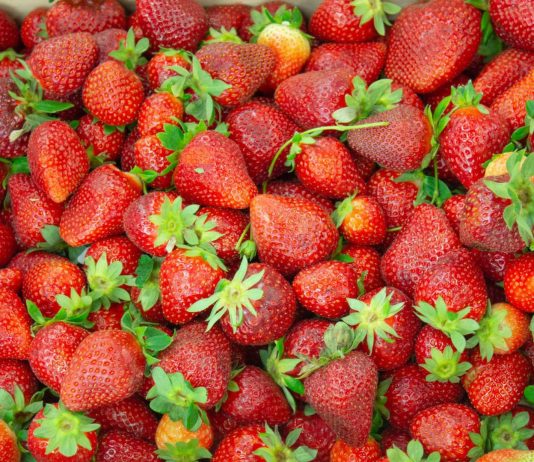 La “Fragola della Basilicata” ottiene il marchio Igp