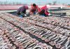 Cina: a Tangshan la tradizione del pesce essiccato sostiene mercato locale (1)