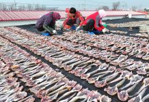Cina: a Tangshan la tradizione del pesce essiccato sostiene mercato locale (1)