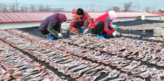 Cina: a Tangshan la tradizione del pesce essiccato sostiene mercato locale (1)