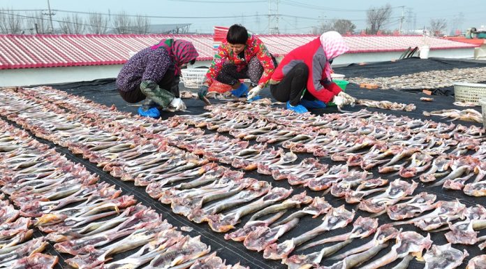 Cina: a Tangshan la tradizione del pesce essiccato sostiene mercato locale (1)