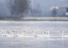 Cina: cigni migratori arrivati nelle zone umide del Qinghai per l’inverno (1)