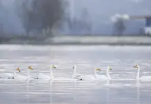 Cina: cigni migratori arrivati nelle zone umide del Qinghai per l’inverno (1)