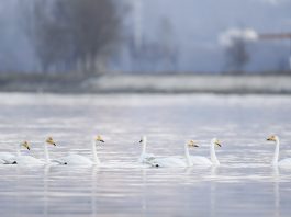 Cina: cigni migratori arrivati nelle zone umide del Qinghai per l’inverno (1)