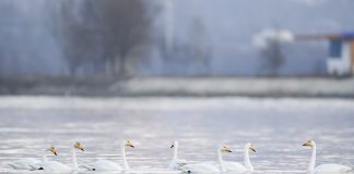 Cina: cigni migratori arrivati nelle zone umide del Qinghai per l’inverno (1)