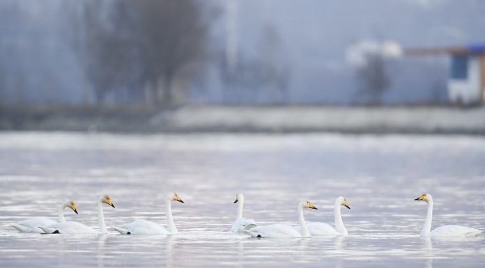Cina: cigni migratori arrivati nelle zone umide del Qinghai per l’inverno (1)