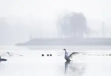 Cina: cigni migratori arrivati nelle zone umide del Qinghai per l’inverno (2)