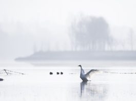 Cina: cigni migratori arrivati nelle zone umide del Qinghai per l’inverno (2)