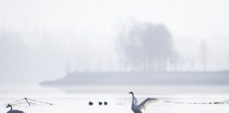 Cina: cigni migratori arrivati nelle zone umide del Qinghai per l’inverno (2)