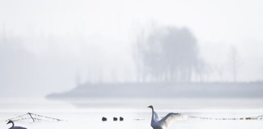 Cina: cigni migratori arrivati nelle zone umide del Qinghai per l’inverno (2)