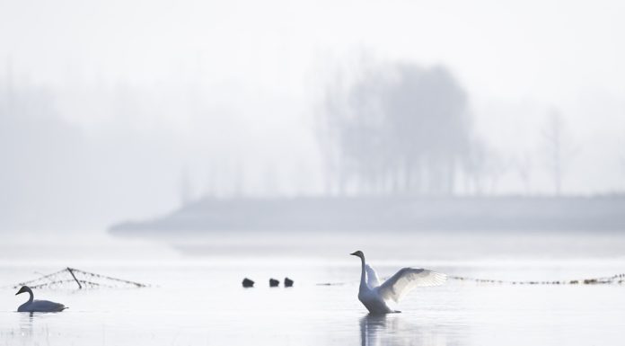 Cina: cigni migratori arrivati nelle zone umide del Qinghai per l’inverno (2)