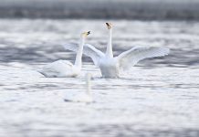 Cina: cigni migratori arrivati nelle zone umide del Qinghai per l’inverno (3)