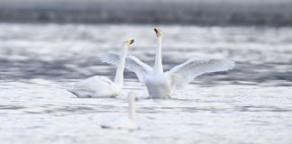 Cina: cigni migratori arrivati nelle zone umide del Qinghai per l’inverno (3)