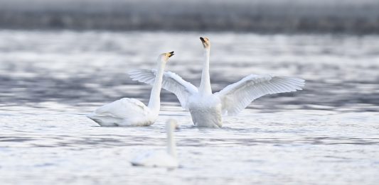 Cina: cigni migratori arrivati nelle zone umide del Qinghai per l’inverno (3)