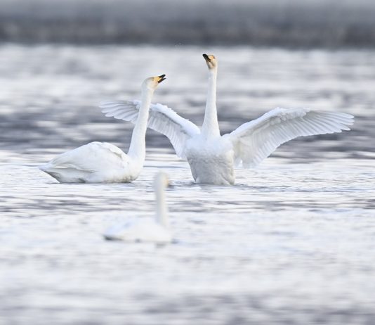Cina: cigni migratori arrivati nelle zone umide del Qinghai per l’inverno (3)