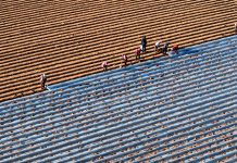 Cina: gli agricoltori si preparano al termine solare della “Grande Neve” (1)