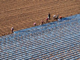 Cina: gli agricoltori si preparano al termine solare della “Grande Neve” (1)