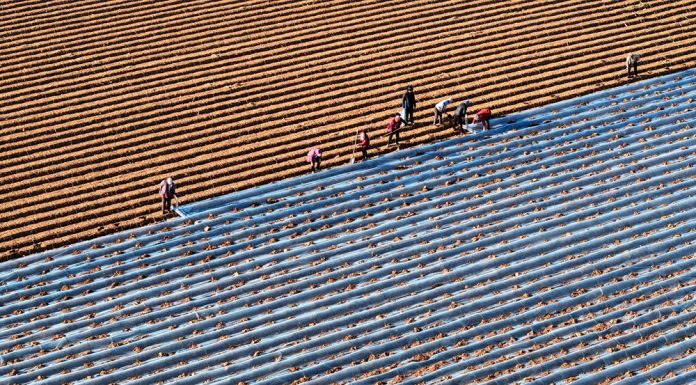 Cina: gli agricoltori si preparano al termine solare della “Grande Neve” (1)