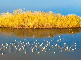 Paesaggi invernali: natura e vita quotidiana nella Cina orientale (1)