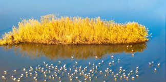 Paesaggi invernali: natura e vita quotidiana nella Cina orientale (1)