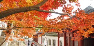 Paesaggi invernali: natura e vita quotidiana nella Cina orientale (2)