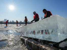 Cina: a Harbin in corso la raccolta del ghiaccio (2)