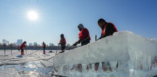Cina: a Harbin in corso la raccolta del ghiaccio (2)