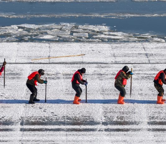Cina: a Harbin in corso la raccolta del ghiaccio (3)