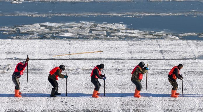 Cina: a Harbin in corso la raccolta del ghiaccio (3)