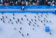 Cina: foto della parata di pinguini all’Harbin Polarland (1)