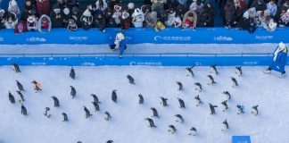 Cina: foto della parata di pinguini all’Harbin Polarland (1)