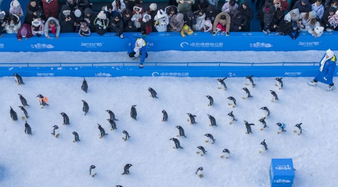 Cina: foto della parata di pinguini all’Harbin Polarland (1)