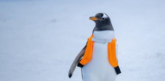 Cina: foto della parata di pinguini all’Harbin Polarland (2)