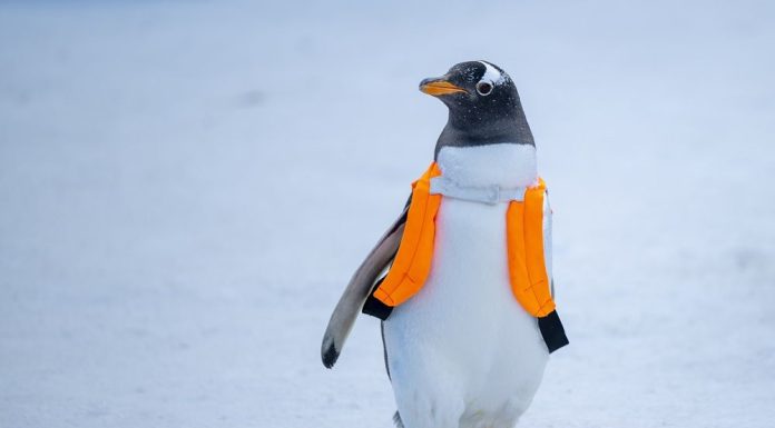 Cina: foto della parata di pinguini all’Harbin Polarland (2)