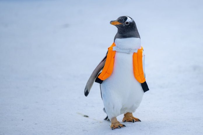 CHINA-HEILONGJIANG-HARBIN-TOURISM-PENGUINS-PARADE (CN)
