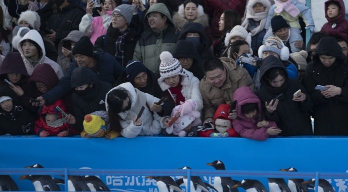 Cina: foto della parata di pinguini all’Harbin Polarland (3)