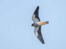 Cina: appassionati di birdwatching conducono osservazioni a Yantai (2)