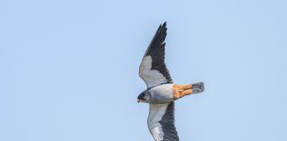 Cina: appassionati di birdwatching conducono osservazioni a Yantai (2)