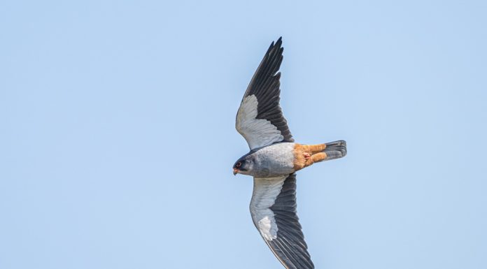 Cina: appassionati di birdwatching conducono osservazioni a Yantai (2)