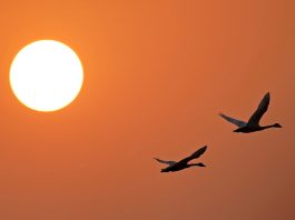 Cina: lago Poyang meta dello svernamento degli uccelli migratori (1)