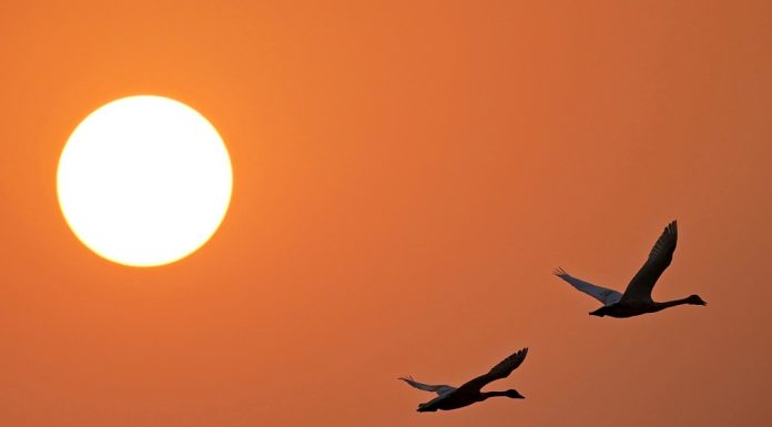 Cina: lago Poyang meta dello svernamento degli uccelli migratori (1)