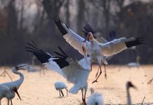 Cina: lago Poyang meta dello svernamento degli uccelli migratori (2)