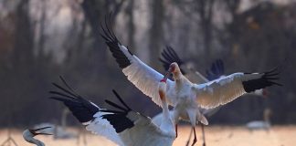 Cina: lago Poyang meta dello svernamento degli uccelli migratori (2)