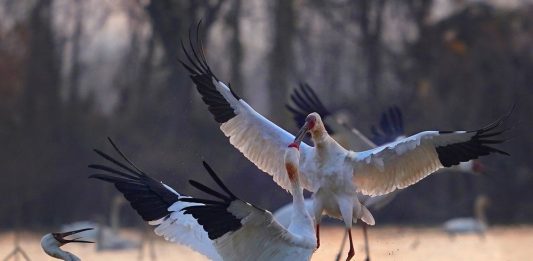 Cina: lago Poyang meta dello svernamento degli uccelli migratori (2)