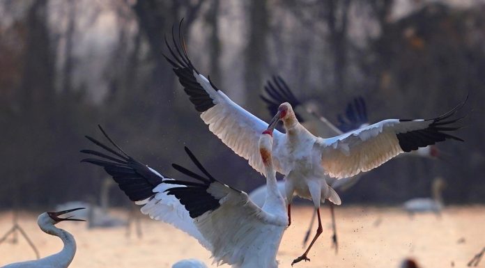 Cina: lago Poyang meta dello svernamento degli uccelli migratori (2)