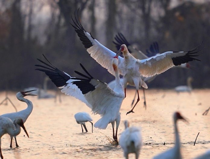 CHINA-JIANGXI-NANCHANG-MIGRATORY BIRDS (CN)