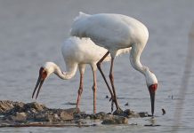 Cina: lago Poyang meta dello svernamento degli uccelli migratori (3)