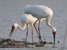 Cina: lago Poyang meta dello svernamento degli uccelli migratori (3)